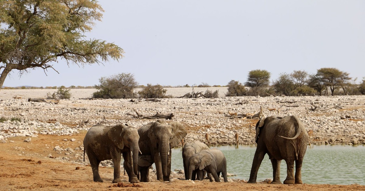Group of African elephants drinking at a waterhole in the savanna with surrounding landscape.