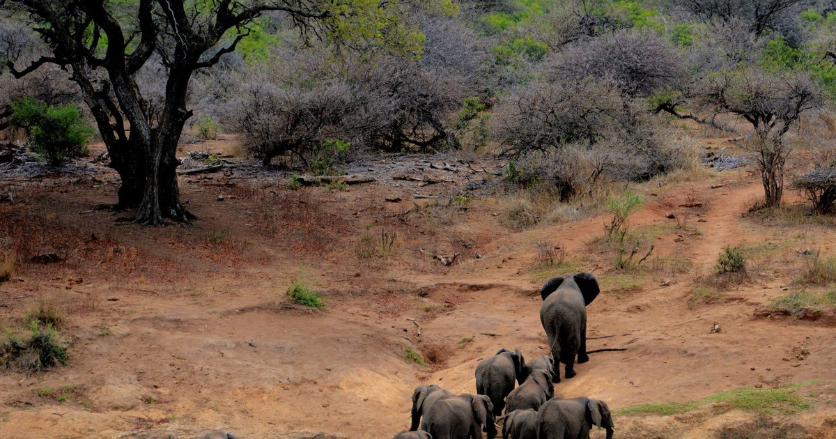 A herd of African elephants walking through Kruger National Park, South Africa.