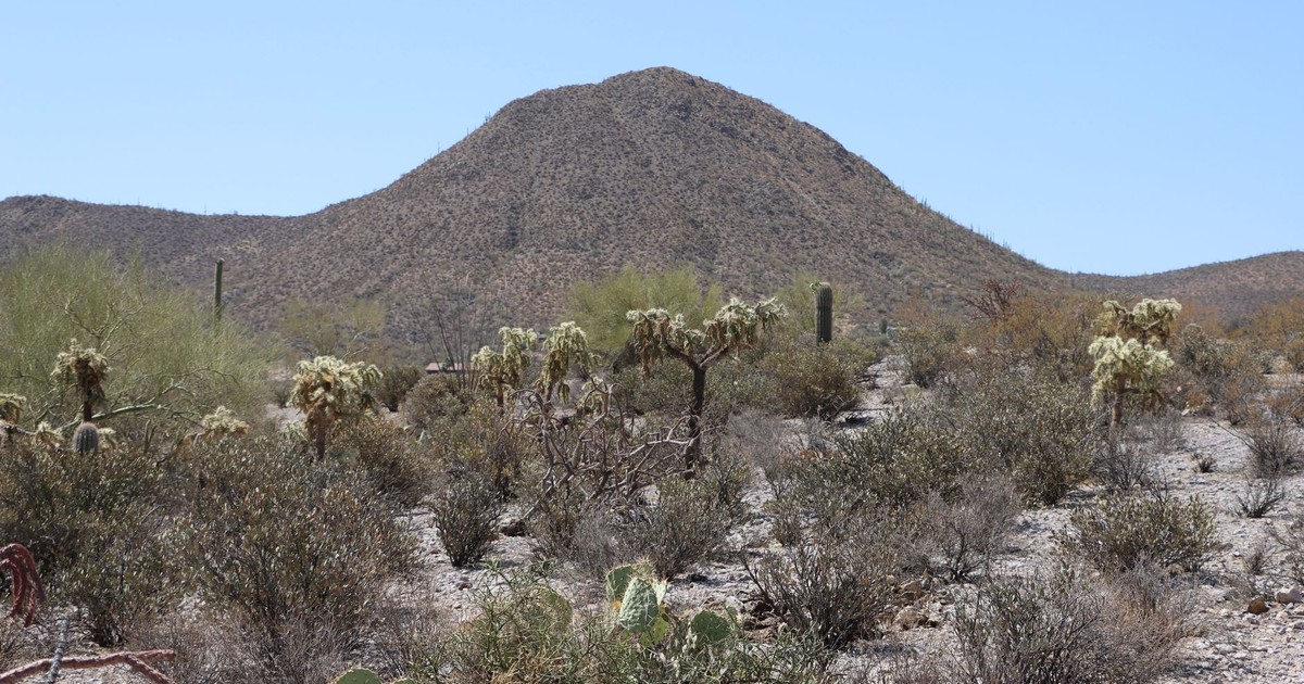 Beautiful desert landscape in Tucson, Arizona featuring iconic saguaro cacti and arid mountain backdrop.