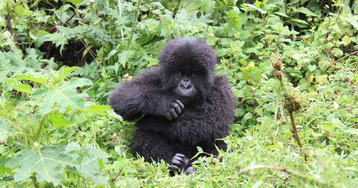 Young mountain gorilla sitting amidst green foliage in Kinigi, Rwanda, displaying natural beauty.