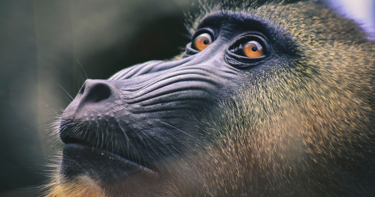 Captivating close-up of a mandrill with deep eyes and vibrant fur.