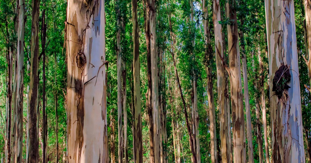 Captivating view of eucalyptus trees in a lush, summer forest, showcasing the natural beauty and diversity of woodland ecosystems.