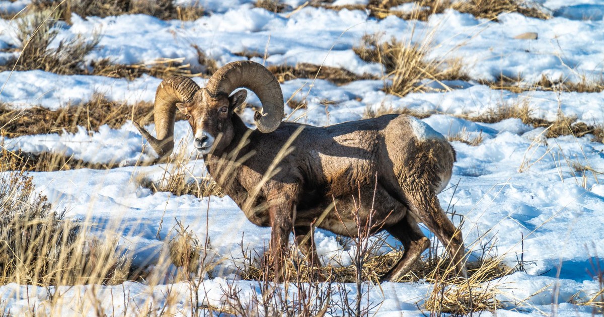 Majestic bighorn sheep standing on snow-covered terrain in winter setting.