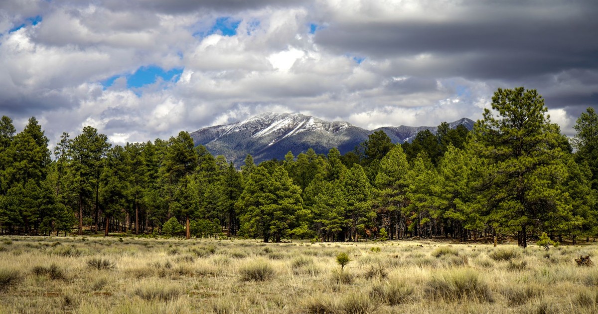 Beautiful landscape of the San Francisco Peaks with pine forests in Flagstaff, Arizona.