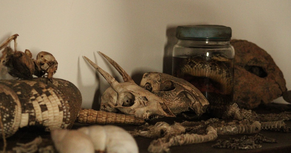 An intriguing display of animal skulls, bones, and preserved specimens on a shelf.