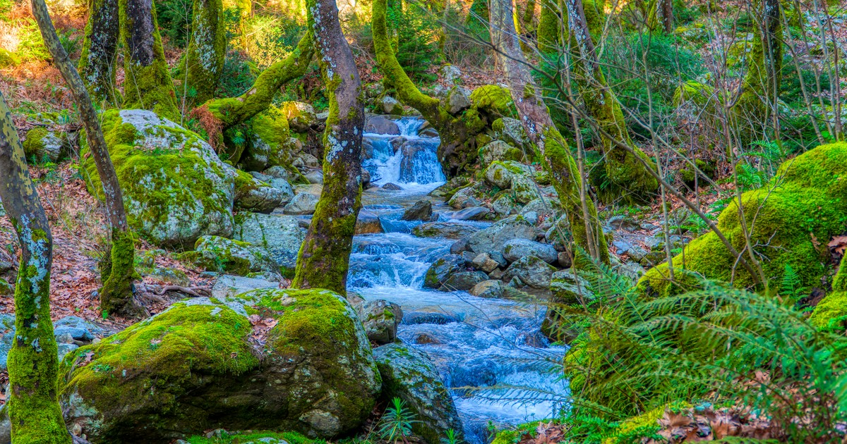 Lush forest stream in Greece with moss-covered rocks and vibrant greenery.