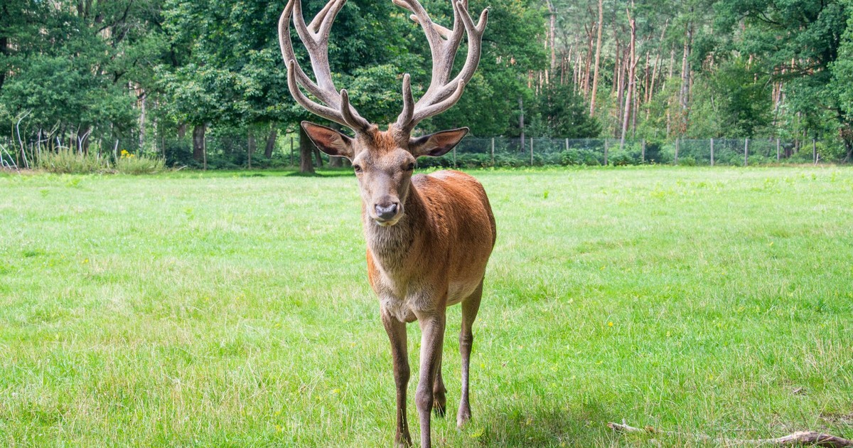 A red deer with impressive antlers standing in a lush green forest clearing.