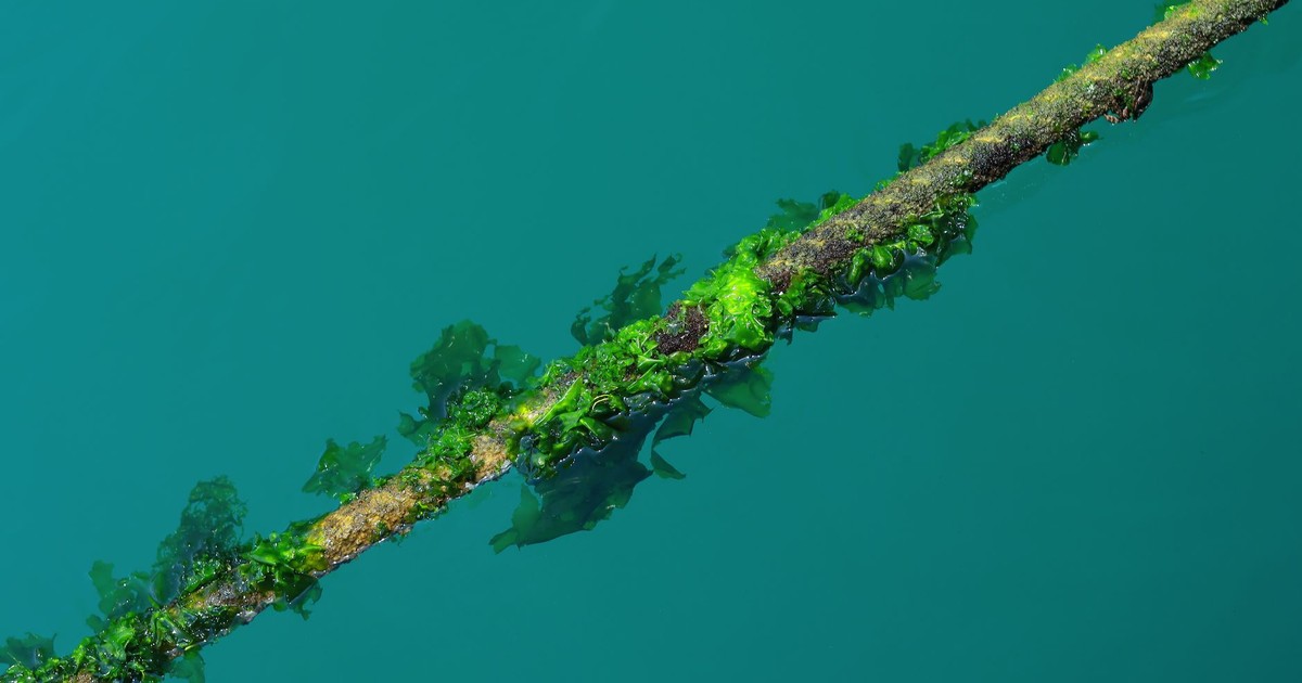 Detailed view of a rope with green algae submerged in clear turquoise water.