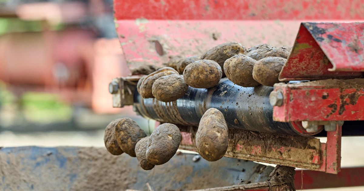 Close-up of potatoes on an automated conveyor, capturing the industrial harvesting process.