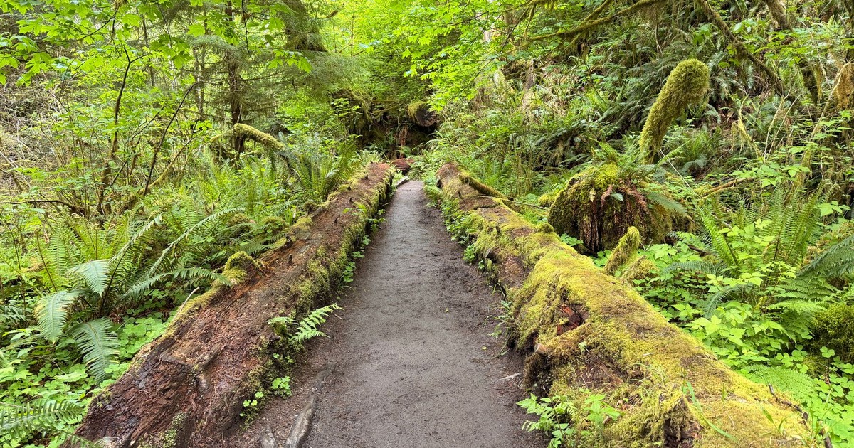 Explore a lush, forested pathway surrounded by verdant foliage and moss-covered logs.