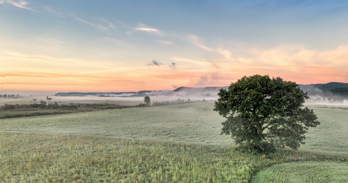 A tranquil scene of a tree in a misty Kellogg farmland during sunrise, exuding rural serenity.