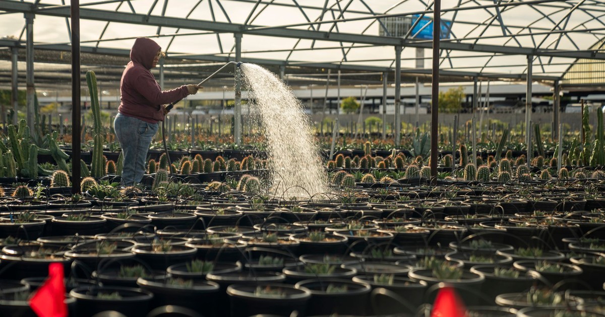 A person waters cactus plants in rows of pots inside a greenhouse nursery.