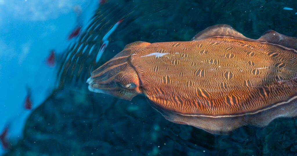 One of the Most Intelligent Creatures Might Have Their Brains Shrink By Half Due to Climate Change - Featured image