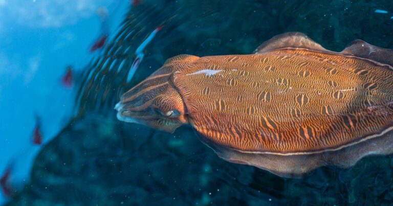 One of the Most Intelligent Creatures Might Have Their Brains Shrink By Half Due to Climate Change - Featured image