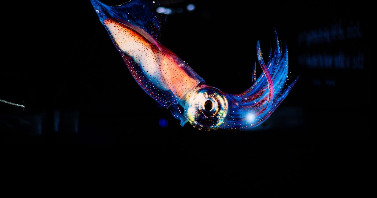 Stunning close-up of a vibrant squid glowing in dark ocean waters.