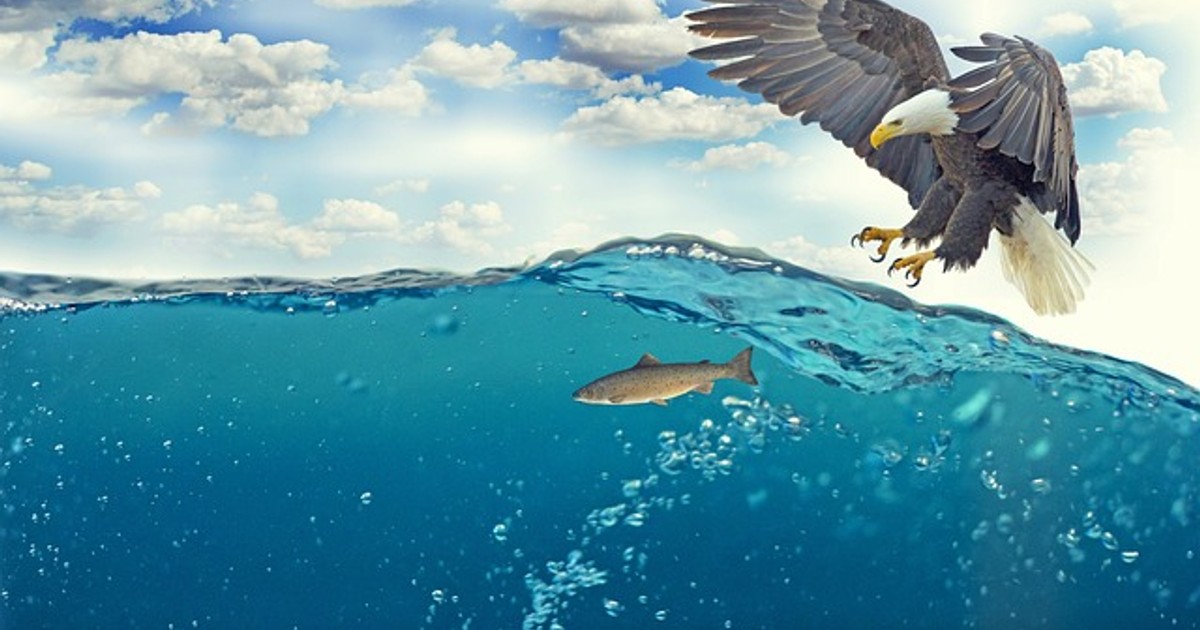 white tailed eagle
