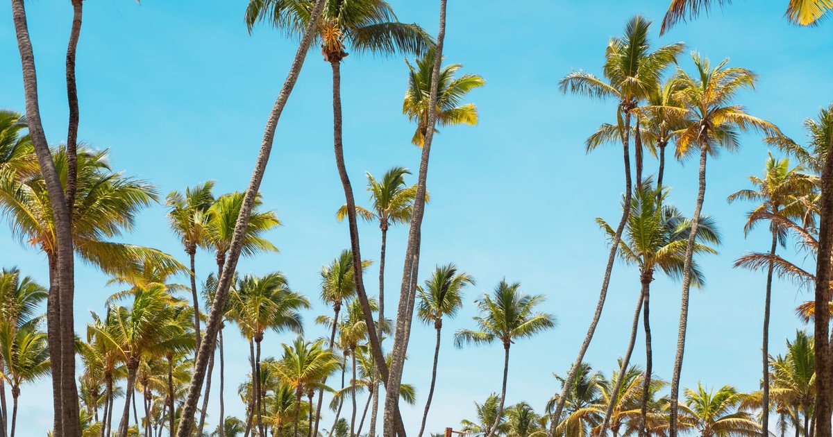 Tall palm trees reaching towards a vibrant blue sky, evoking a tropical and exotic summer vibe.