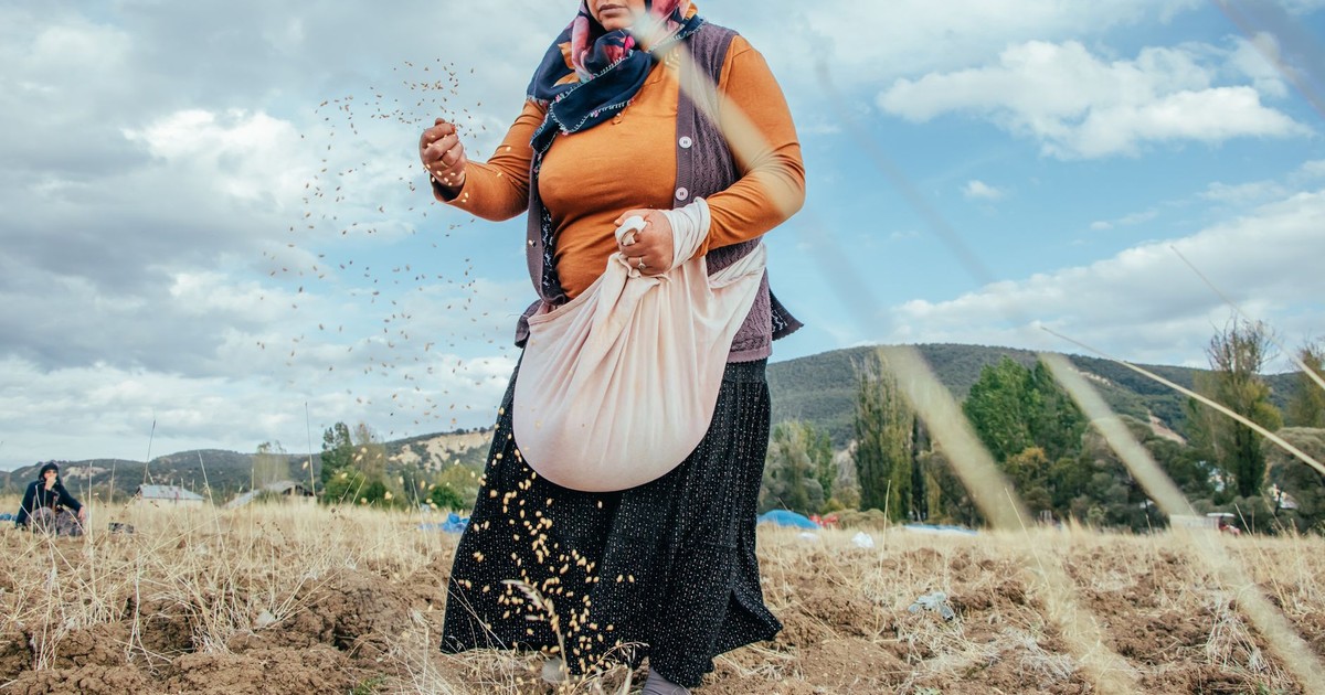 A woman sowing seeds in a wheat field in Gümüşhane, Türkiye, illustrating traditional farming.