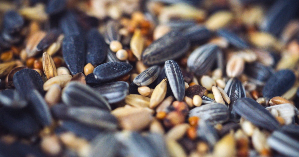 Macro shot of a variety of mixed seeds including sunflower and millet, ideal for birds.