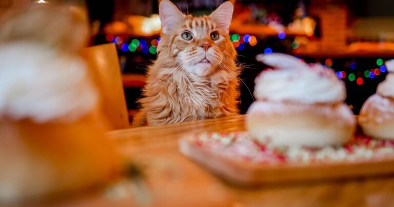 This Florida Cat Café Lets Giant Maine Coons Roam While You Sip Coffee - Featured image