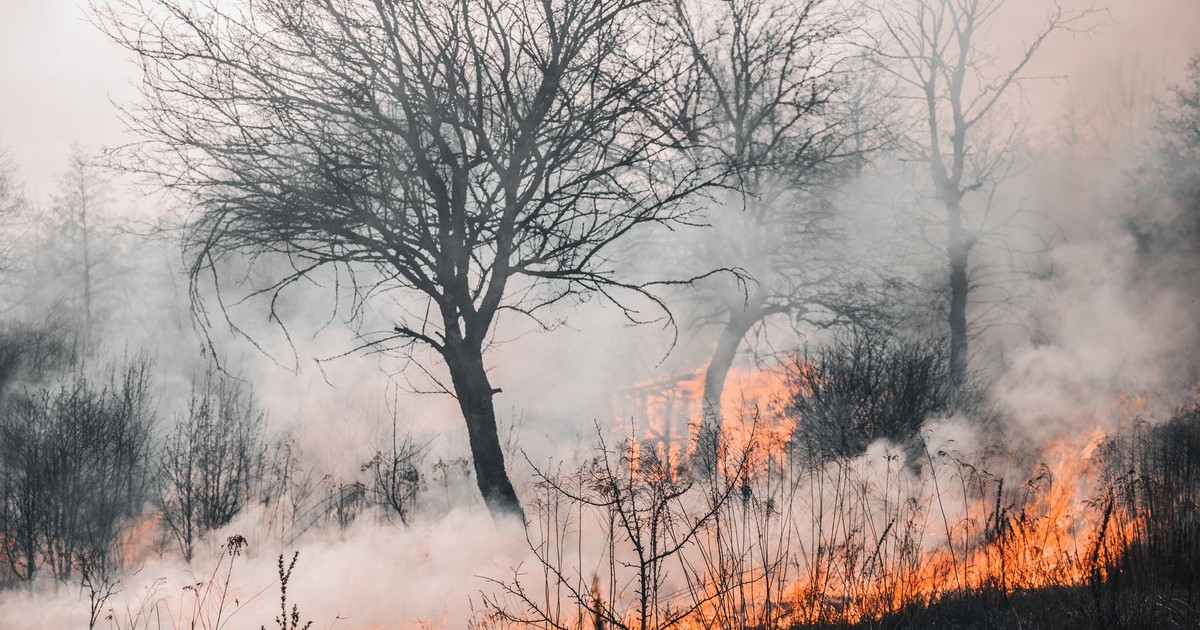 A devastating wildfire engulfing trees and landscape in Kyiv Oblast, creating a smoke-filled, haunting environment.