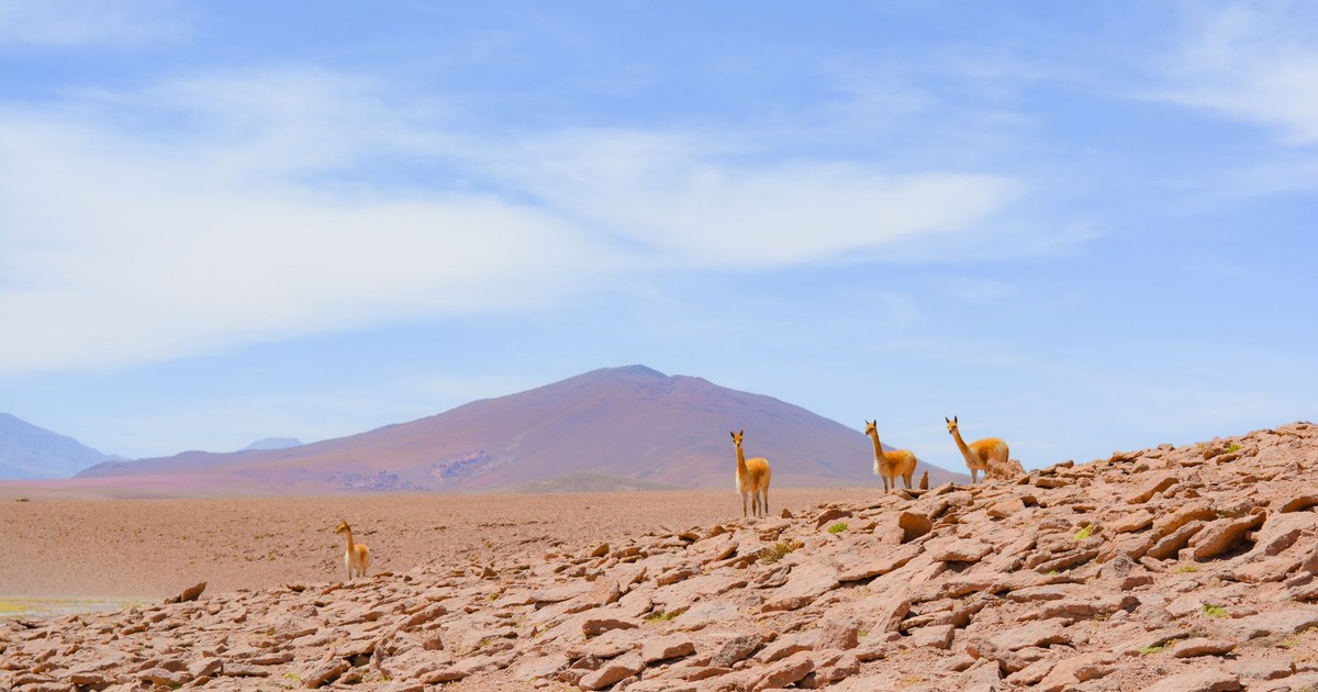Group of wild vicuñas standing on rocky terrain under a clear blue sky.