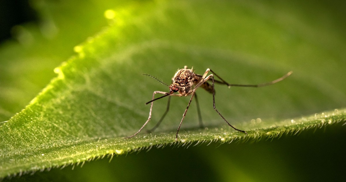Close-up macro photography of a mosquito perched on a green leaf, showcasing intricate details.