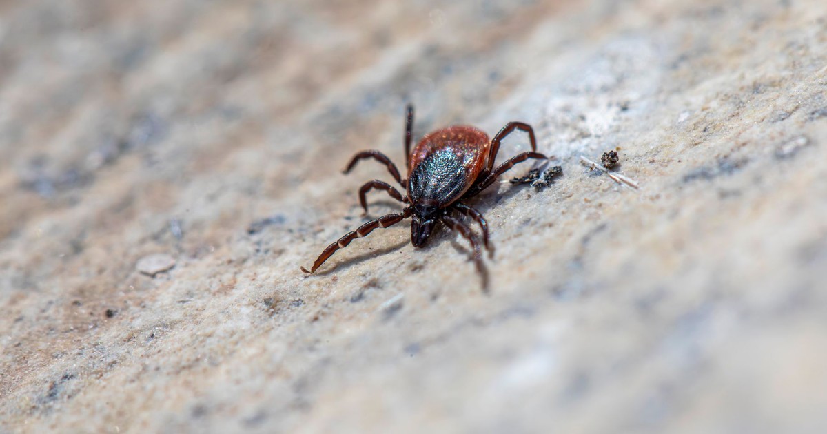 Close-up of a castor bean tick (Ixodes ricinus) on a textured surface, highlighting its details.