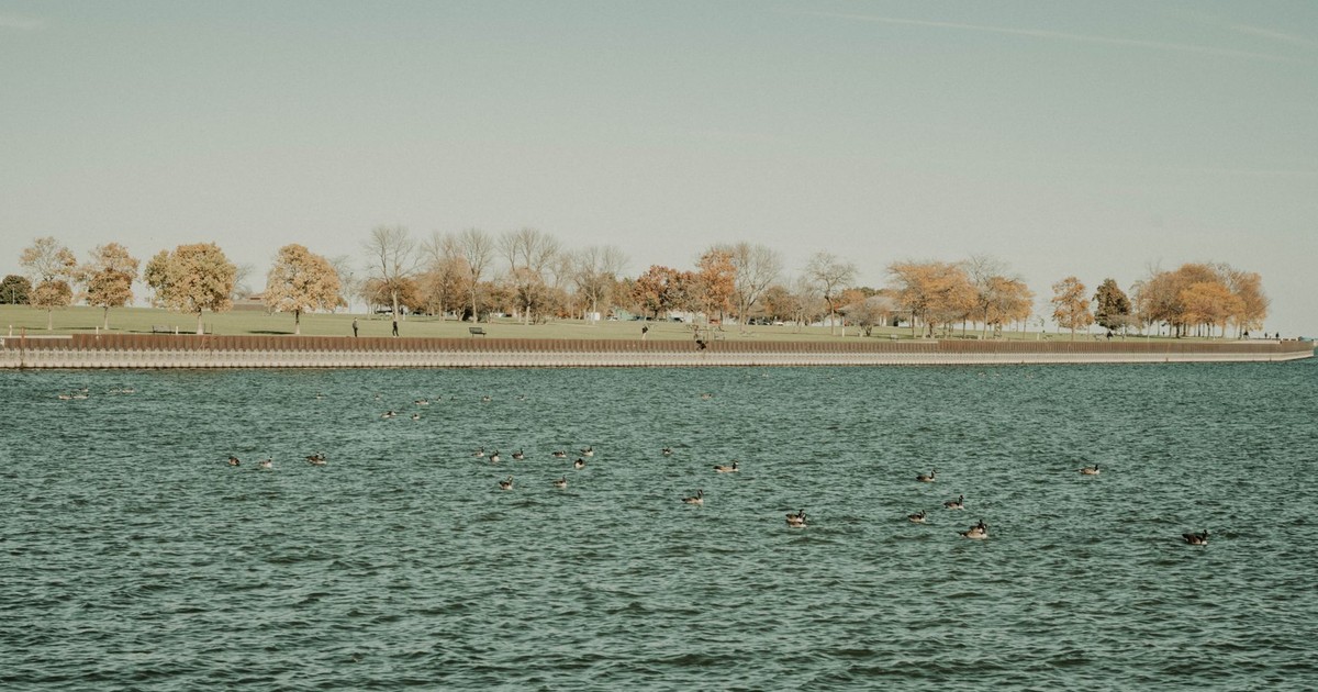 Scenic view of Milwaukee's lakefront with ducks and autumn trees under a clear sky.