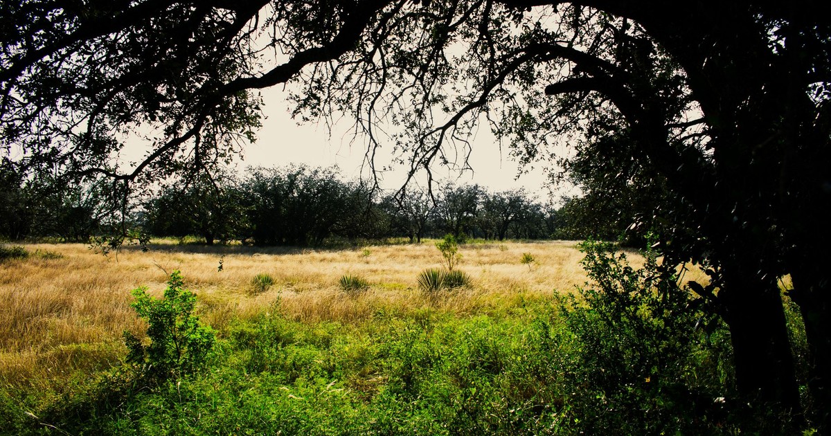 Willie Nelson Doesn’t Want Data Centers Near His Texas Home, ‘The Last Thing We Need’