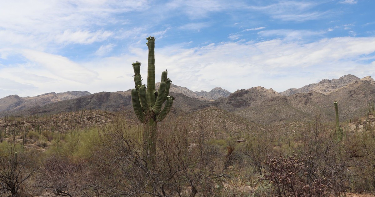Stunning view of a saguaro cactus surrounded by mountains in Tucson, Arizona's Sonoran Desert.