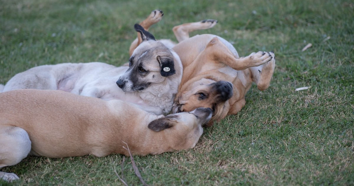 Three dogs playfully relaxing on a lush green lawn, enjoying a peaceful day outdoors.