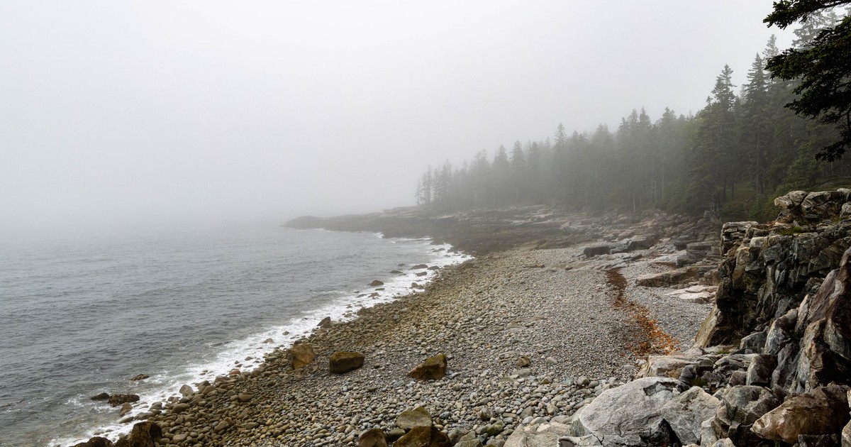 Serene foggy coastal scene featuring a rocky shoreline and dense forest.