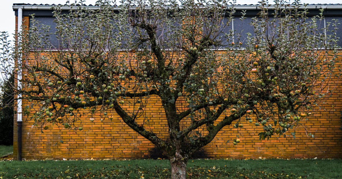 A lone apple tree stands against a brick wall, showcasing its fruit in an urban environment.