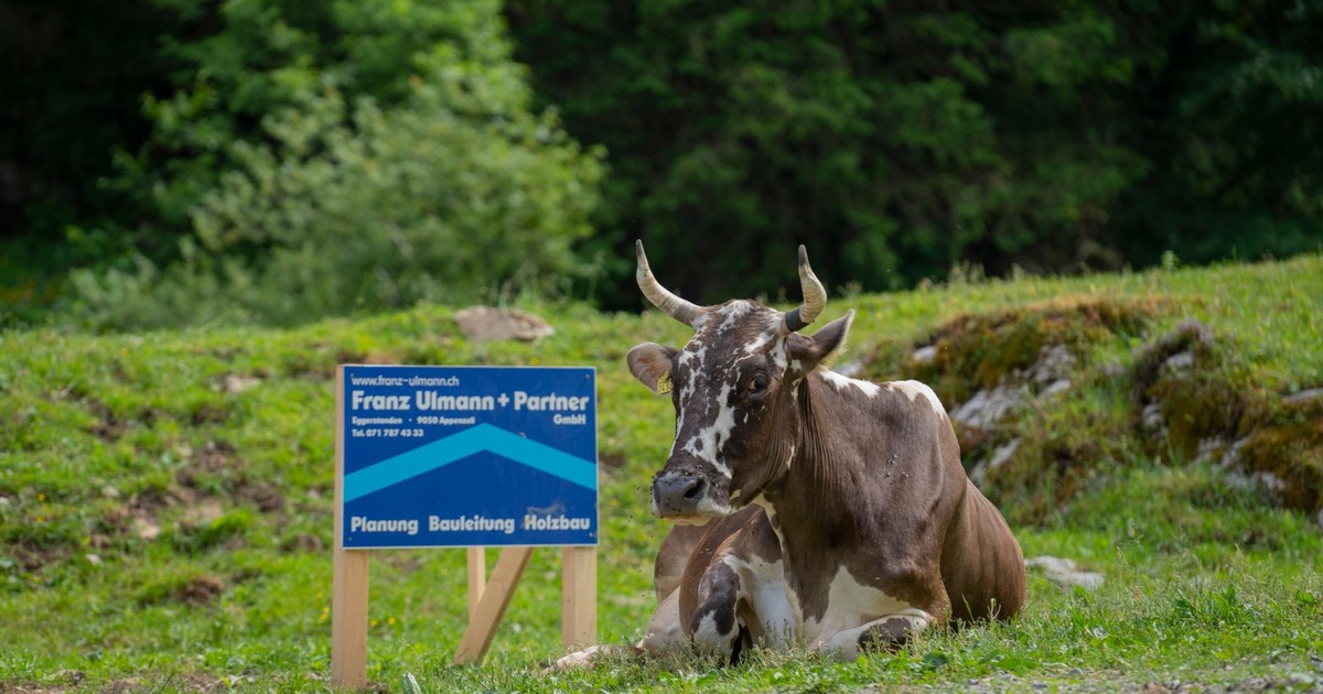A cow rests peacefully near a construction company sign in a lush green meadow.