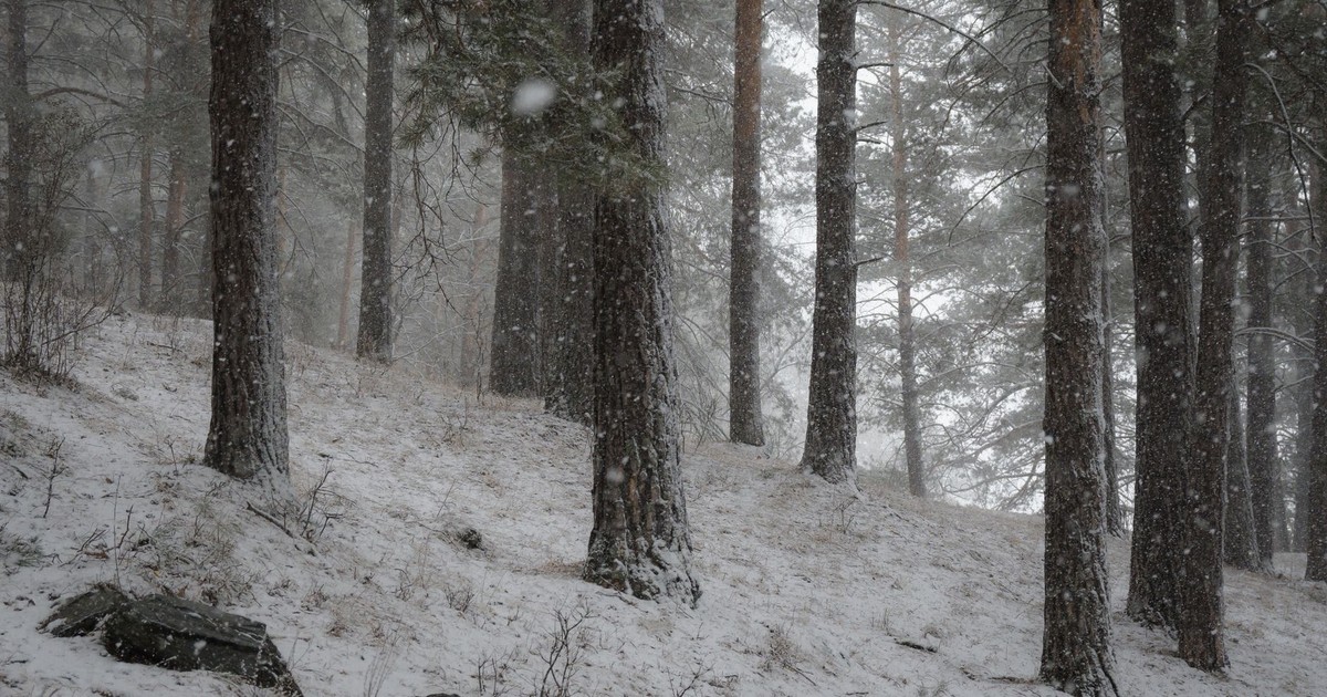 Serene winter forest scene in Altai, Russia, covered in snow, showcasing tall pine trees.