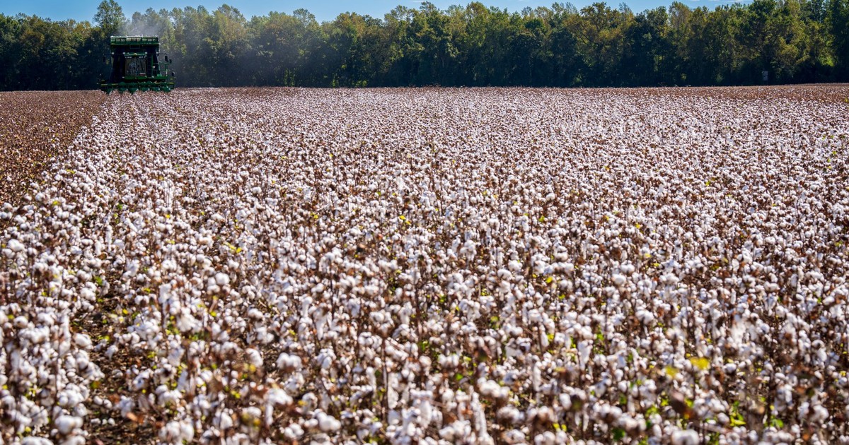 Expansive cotton field with a tractor amidst lush greenery under clear blue skies.