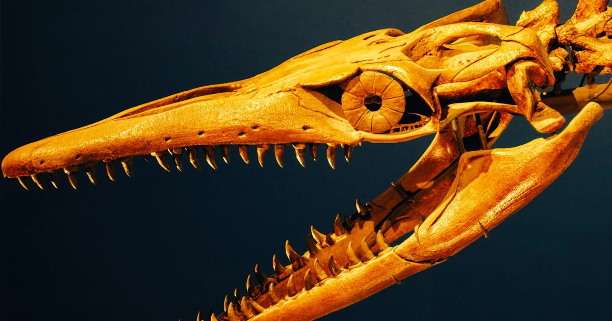 Close-up of a plesiosaur fossil skull showcasing sharp teeth, set against a dark background.