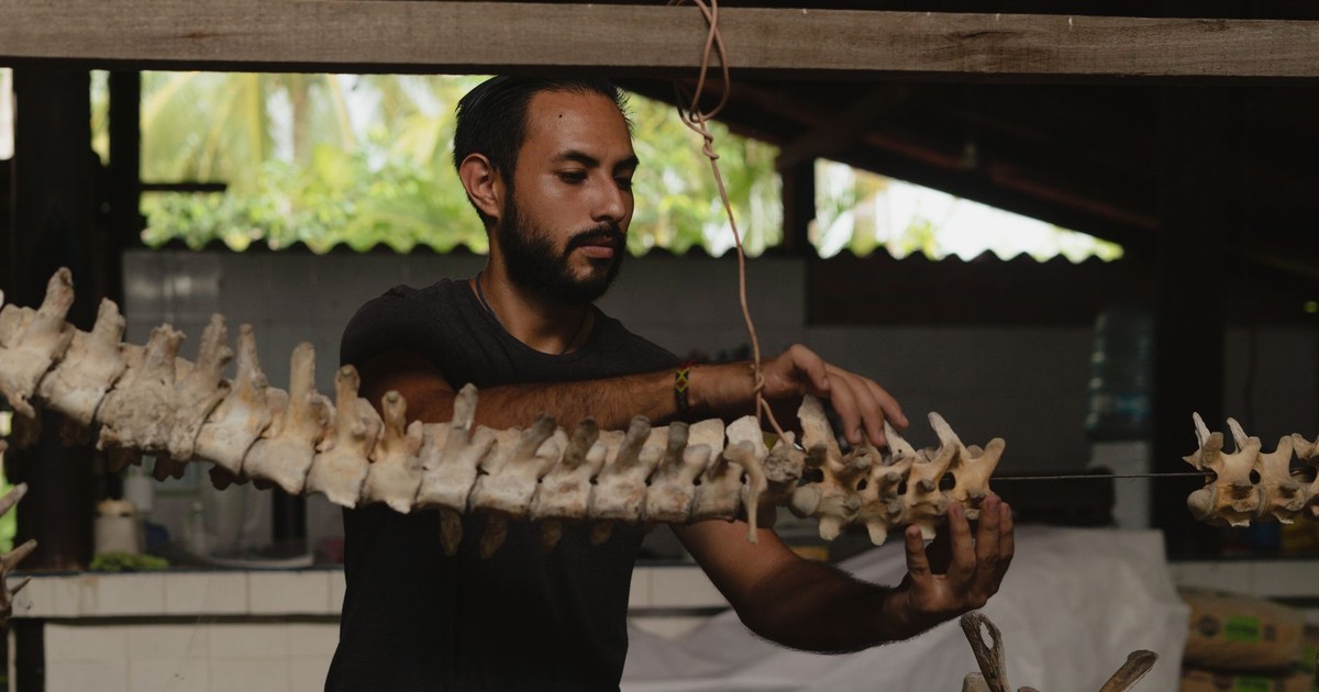 A paleontologist carefully examines a reptile skeleton structure indoors in Mexico.