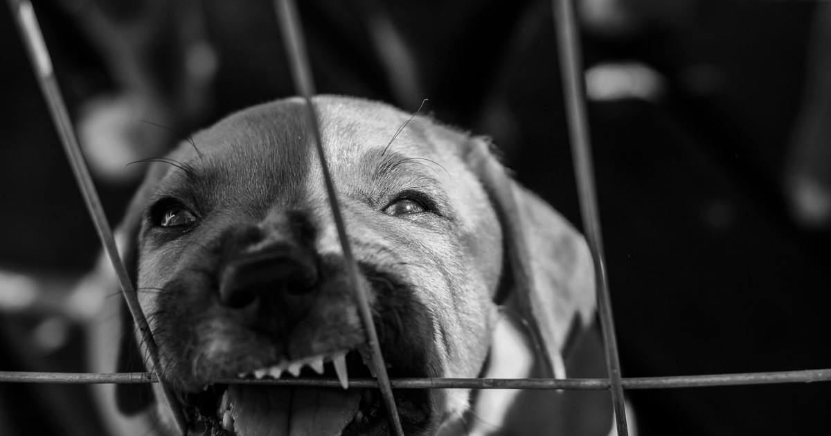 A black and white close-up of a dog showing its teeth behind a cage.