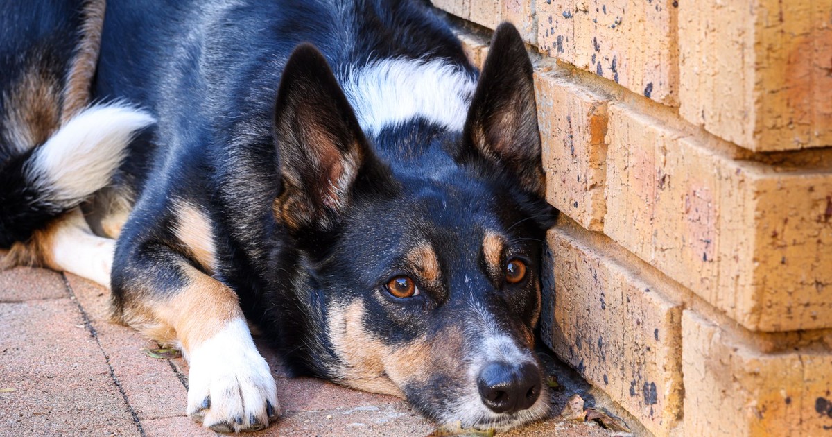 A sleepy Border Collie rests against a brick wall, capturing a peaceful moment outdoors.
