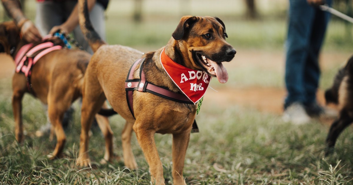 A friendly dog wearing an 'Adopt Me' bandana at a park, seeking a new home.