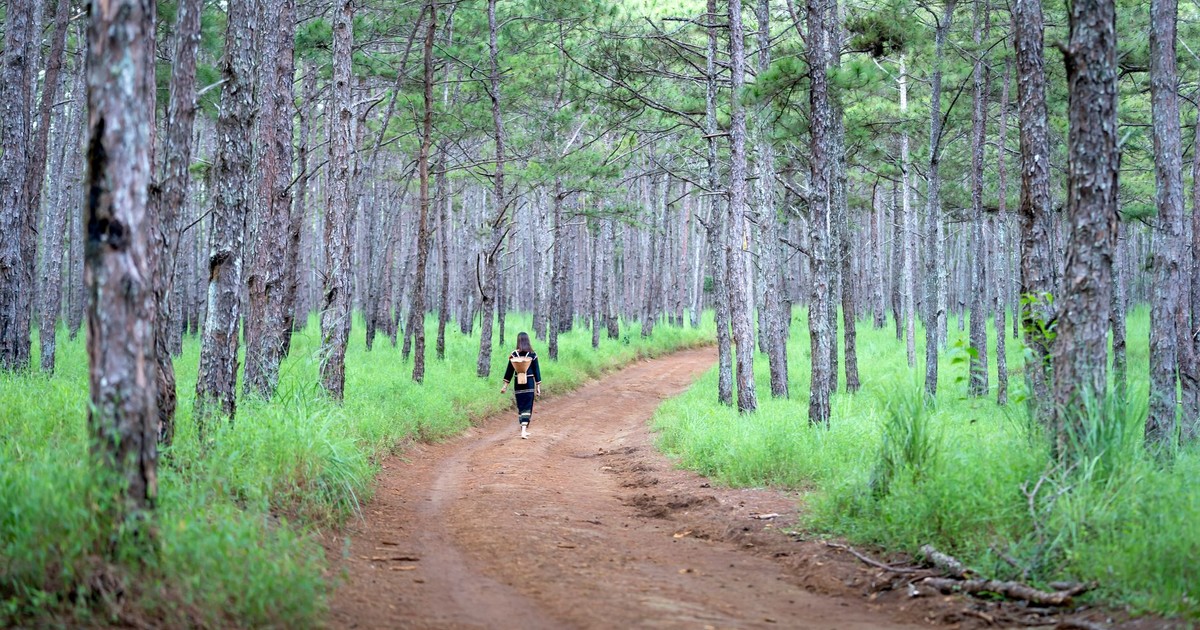 A woman walking along a dirt path in a vibrant green forest, perfect for nature enthusiasts.