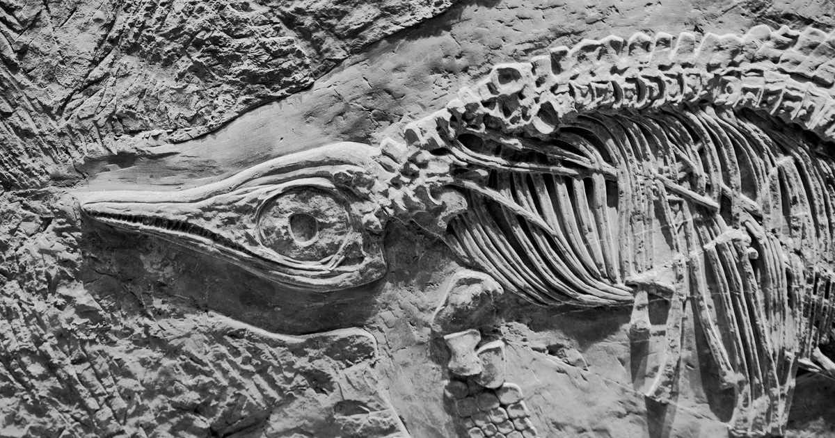 Close-up view of dinosaur fossil showcasing intricate skeletal details and textures.
