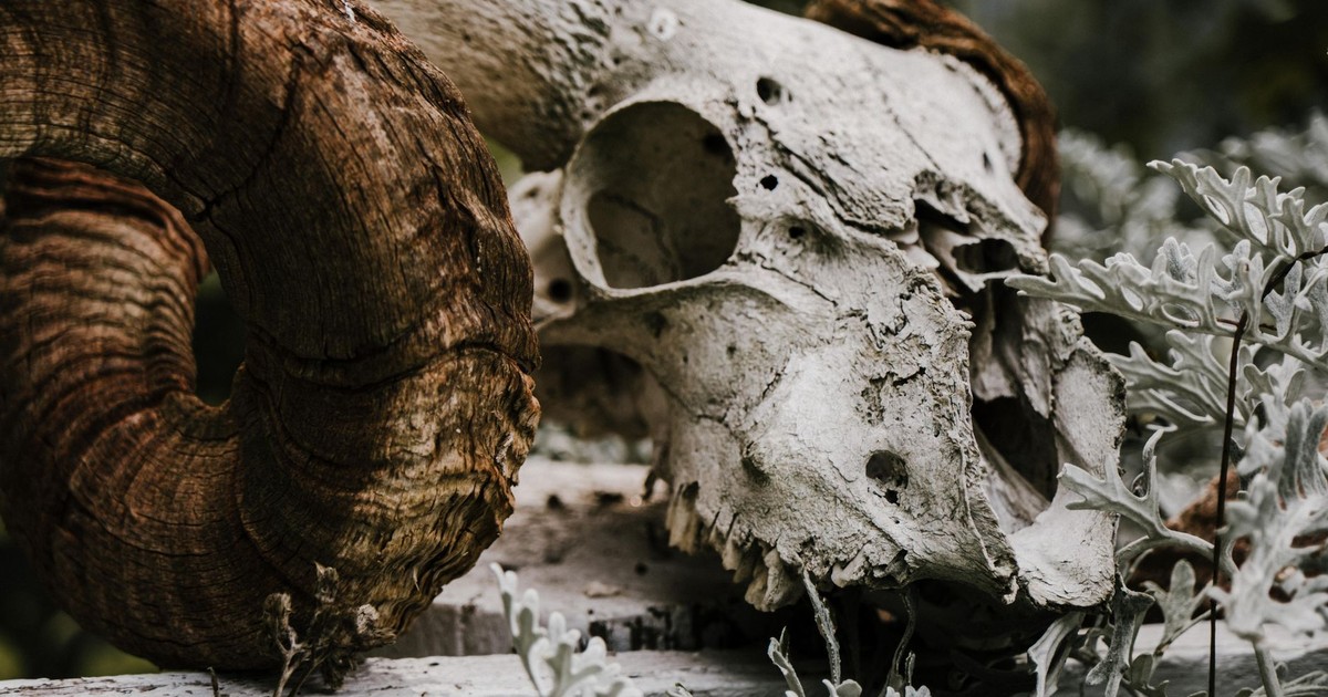 Close-up of a weathered ram skull with a large curled horn against a natural background.