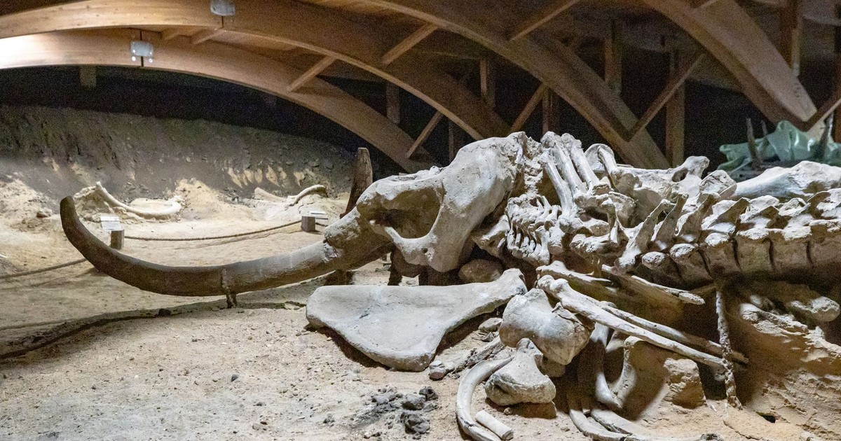 A well-preserved woolly mammoth skeleton displayed in a museum exhibit.