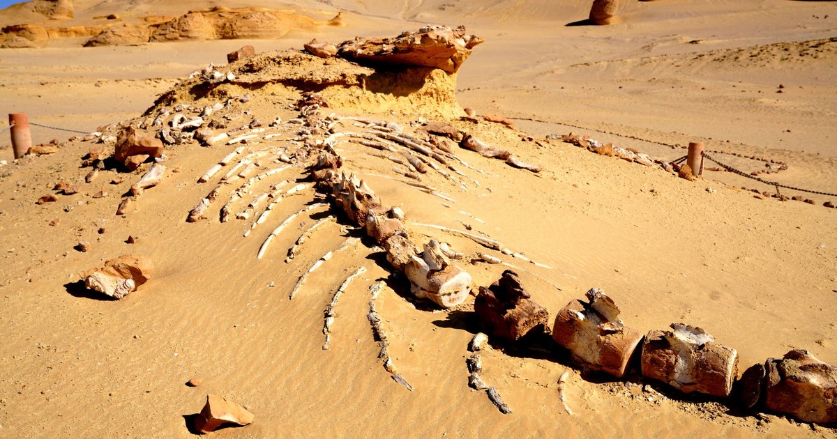 Discover an ancient whale fossil unearthed in Egypt's desolate desert, showcasing prehistoric wonders.