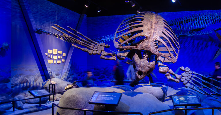 This Car-Sized Prehistoric Turtle Had Horns and Survived Crocodile Attacks - Featured image
