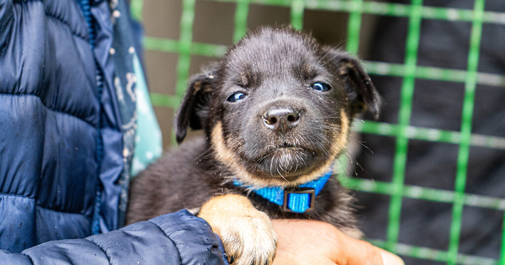 The 11-Year-Old Who Read 100 Hours to Shelter Dogs (And Helped Them Find Homes) - Featured image