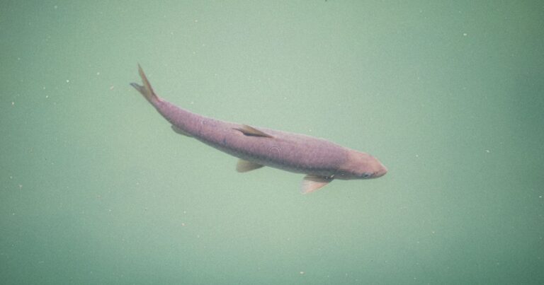 Some Great Lakes fish could be over 400 years old, study finds - Featured image